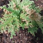 Selaginella pallescens Ліст