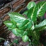 Plectranthus scutellarioidesLehti