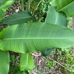 Heliconia latispatha Feuille