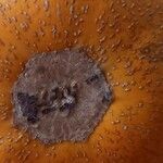 Cucurbita pepo Fruto