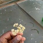 Helichrysum glumaceum പുഷ്പം