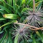 Allium schubertii Flower