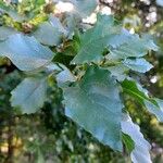 Alnus orientalis Leaf