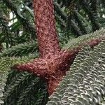 Araucaria laubenfelsii बार्क (छाल)