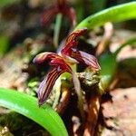 Bulbophyllum ngoyense Flower