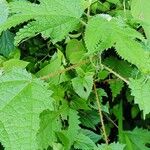 Girardinia diversifolia Blatt