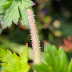 Geranium platypetalum Bark