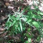 Galium aristatum Листок