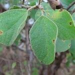 Cordia monoica 叶