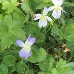 Viola bicolor Fiore