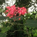 Clerodendrum buchananii Muu