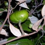 Cryptocarya transversa Fruto