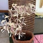 Pelargonium fissifolium 花