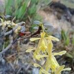 Epidendrum pittieri Blüte