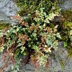 Asplenium ruta-muraria Blad