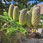 Abies koreana 葉