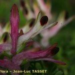 Fumaria bicolor Λουλούδι