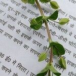 Mecardonia procumbens Flower