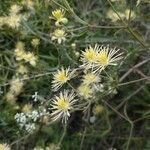 Clematis campestris Flor