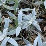 Cerastium tomentosum Leaf