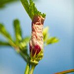 Abelmoschus esculentus Blomst