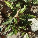 Asplenium ceterach Leaf