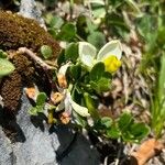 Polygala chamaebuxusKvet