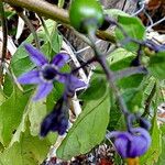 Solanum dulcamara Lorea