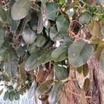 Ficus rubiginosa Folha