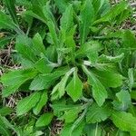 Erigeron pulchellus 葉