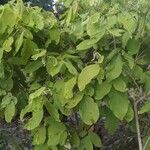 Dendrolobium umbellatum Leaf