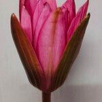 Nymphaea rubra Flower