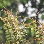 Licania incana Flors