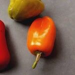Capsicum annuum 果実