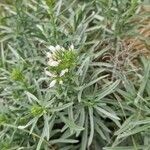 Echium brevirame Flower