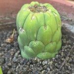 Matucana madisoniorum 葉