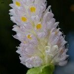 Pontederia rotundifolia Кветка