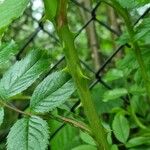 Rosa multiflora Casca