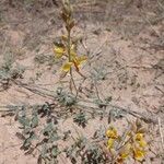 Hoffmannseggia glauca Habit