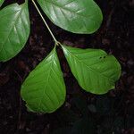 Guarea pubescens Leaf