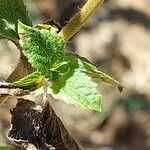 Ageratum conyzoides Лист