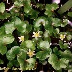 Ranunculus hederaceus Otro