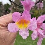 Handroanthus impetiginosus Flower