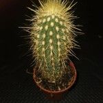 Pilosocereus chrysostele Hoja