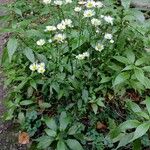 Erigeron annuus ശീലം