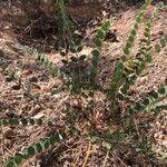 Astragalus monspessulanus Leaf