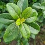 Escallonia laevis Leaf