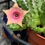 Huernia macrocarpa Žiedas