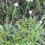 Helichrysum glumaceum 樹皮