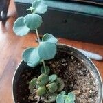 Sedum sieboldii Hoja